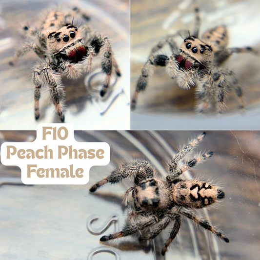Regal Jumping Spider (Phidippus regius)
