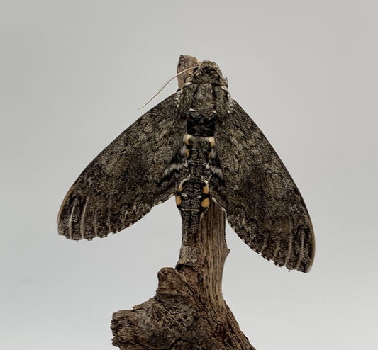 Five Spotted Hawkmoth