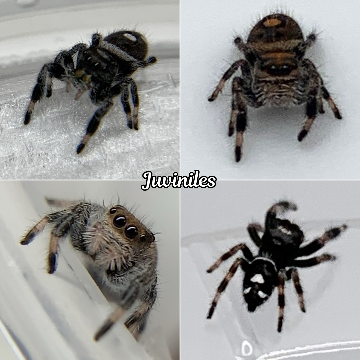 Regal Jumping Spider