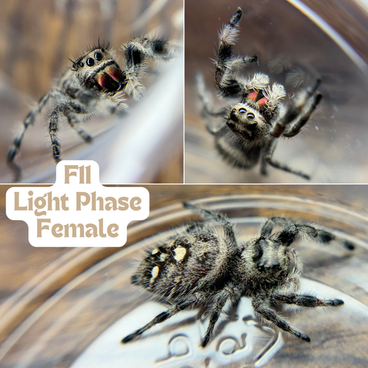 Regal Jumping Spider (Phidippus regius)