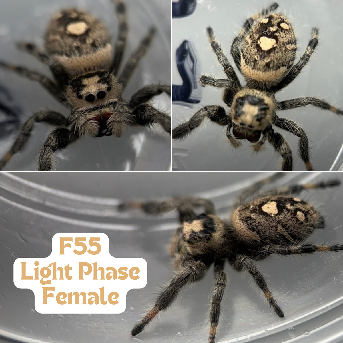 Regal Jumping Spider (Phidippus regius)