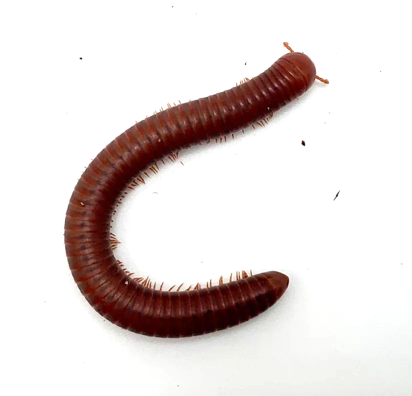WC Scarlet Millipede