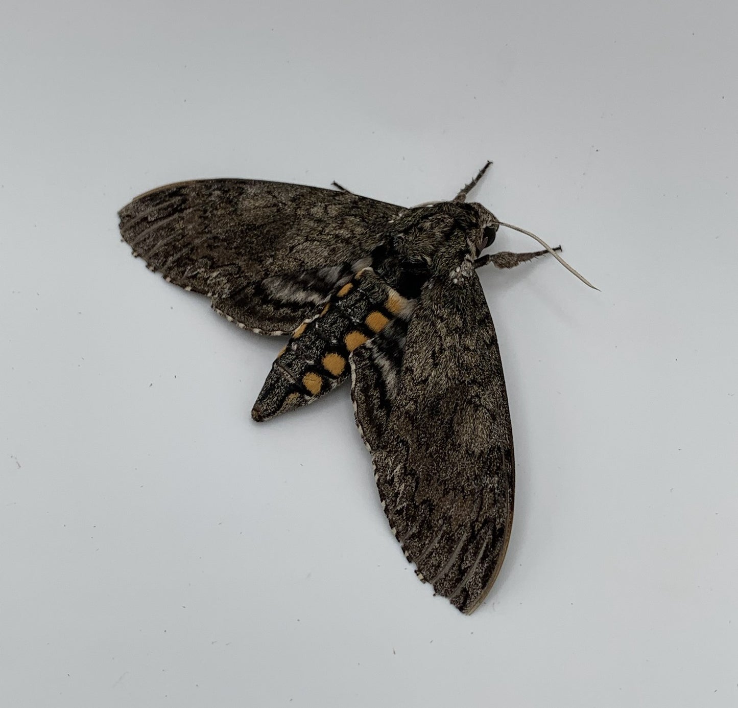 Five Spotted Hawkmoth