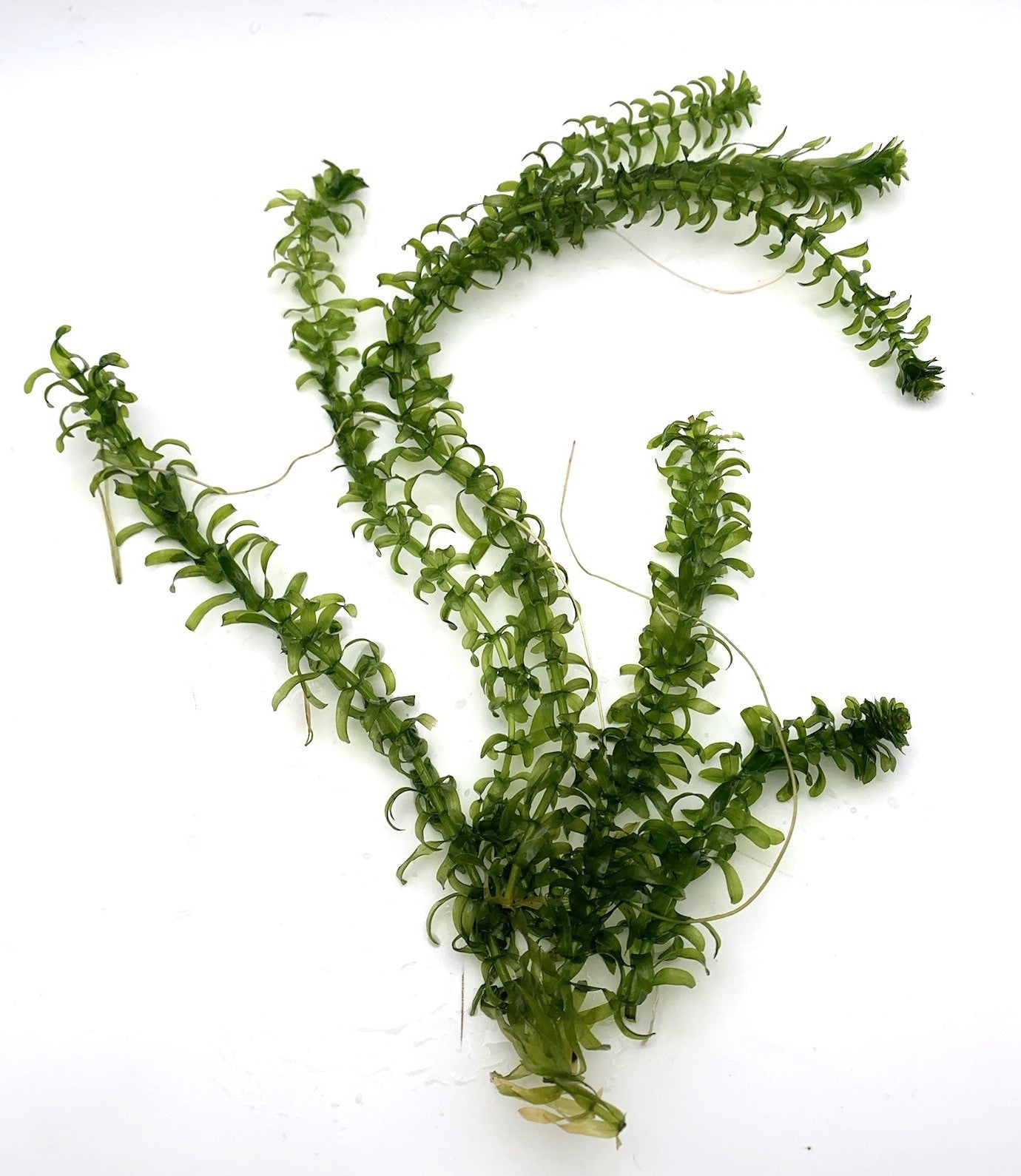 Anacharis (Egeria Densa)