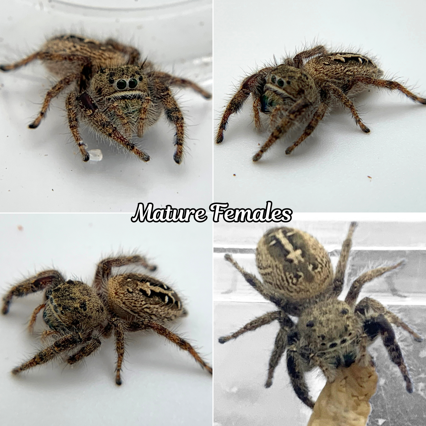 Texas Jumping Spider