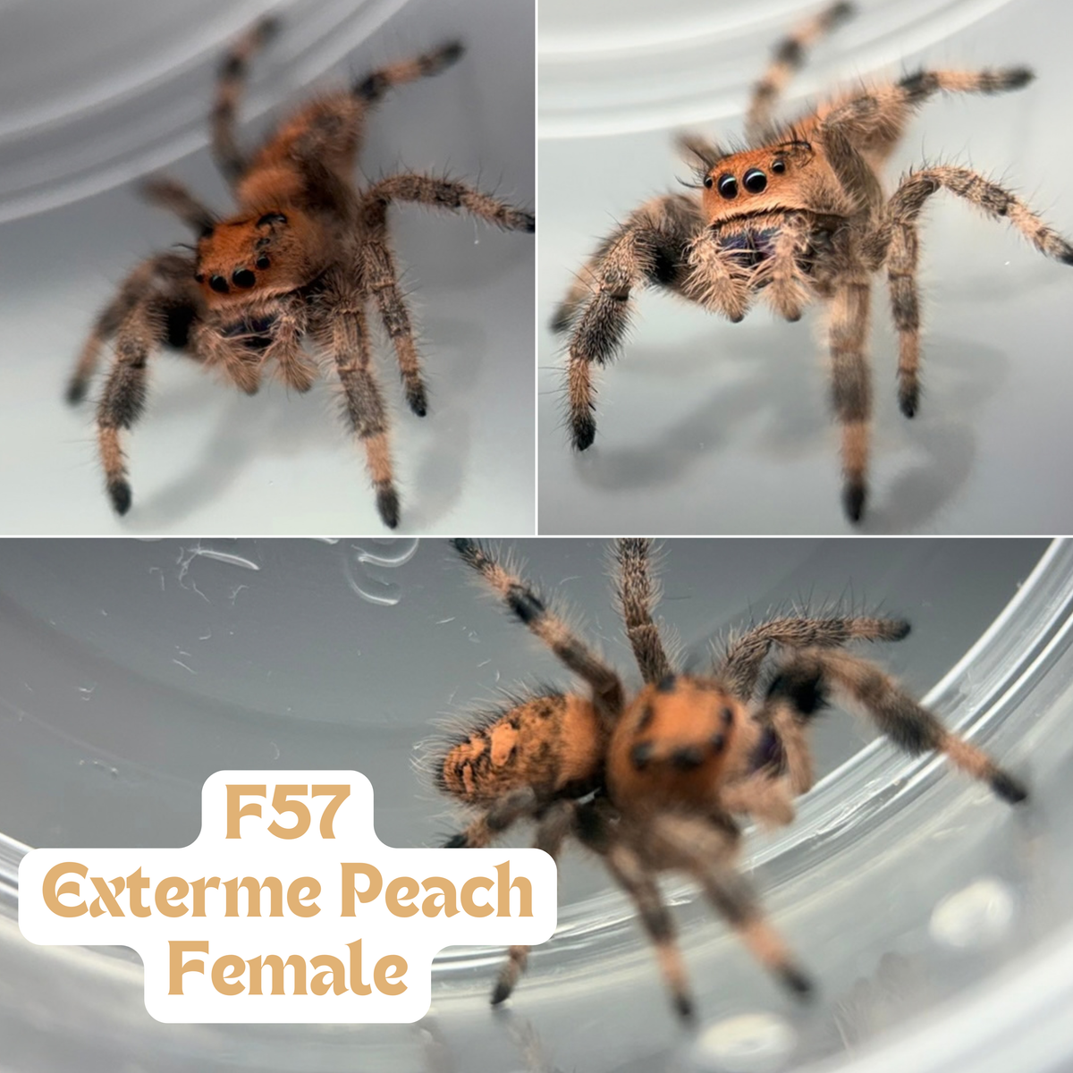 Regal Jumping Spider (Phidippus regius)