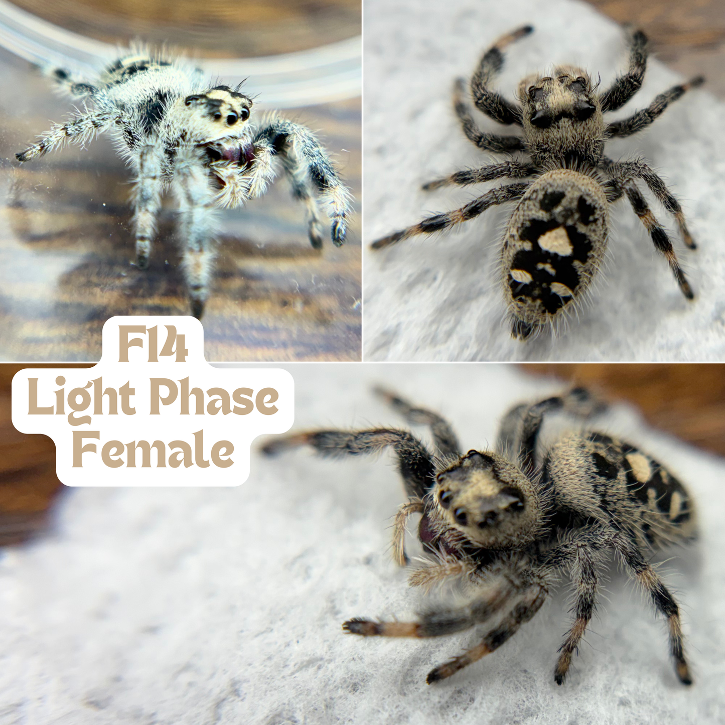 Regal Jumping Spider (Phidippus regius)