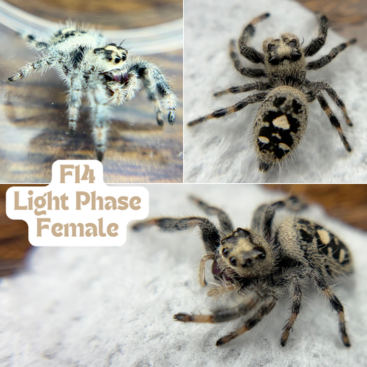 Regal Jumping Spider (Phidippus regius)