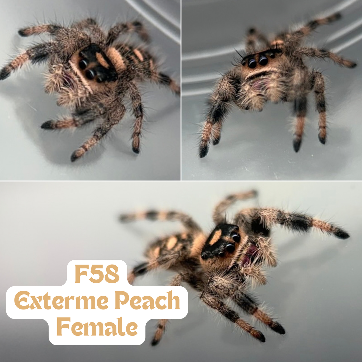 Regal Jumping Spider (Phidippus regius)