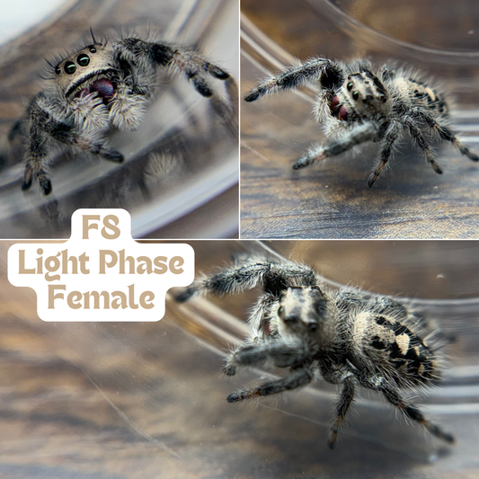 Regal Jumping Spider (Phidippus regius)