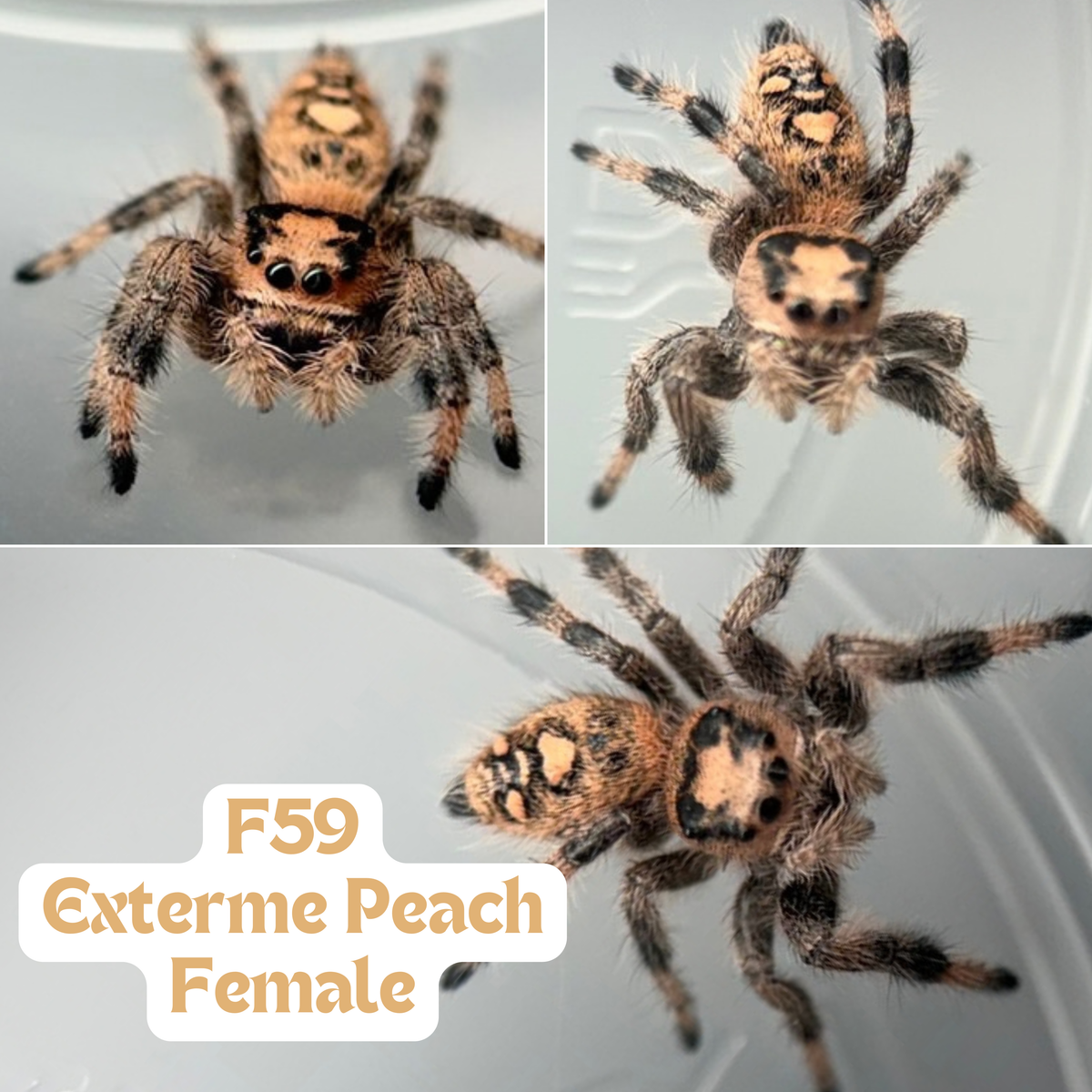 Regal Jumping Spider (Phidippus regius)