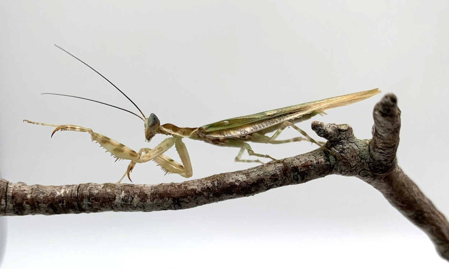 Asian Flower Mantis (Creobroter apicalis)