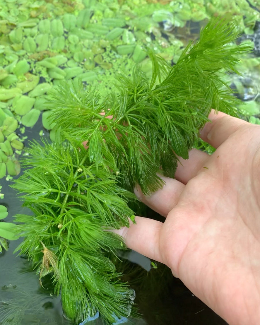 Hornwort Coontail For Sale