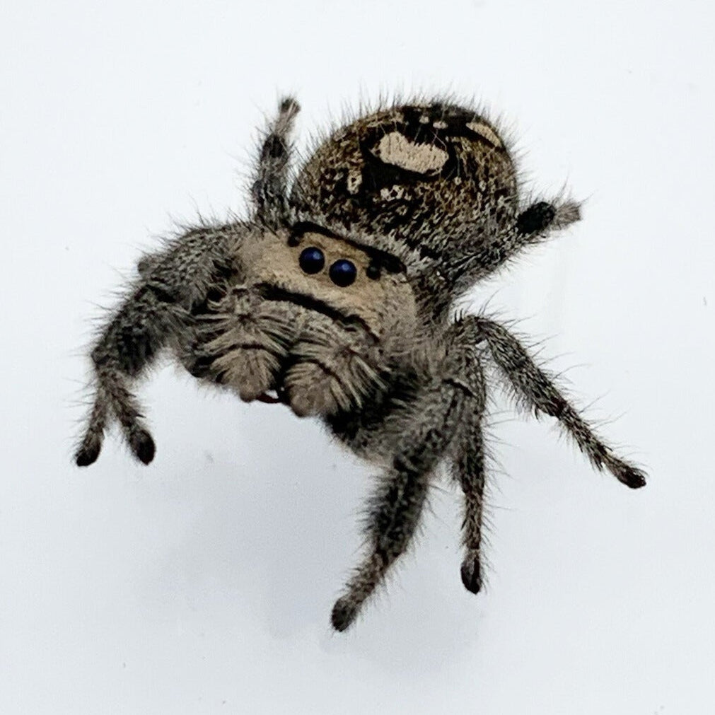 Regal Jumping Spider
