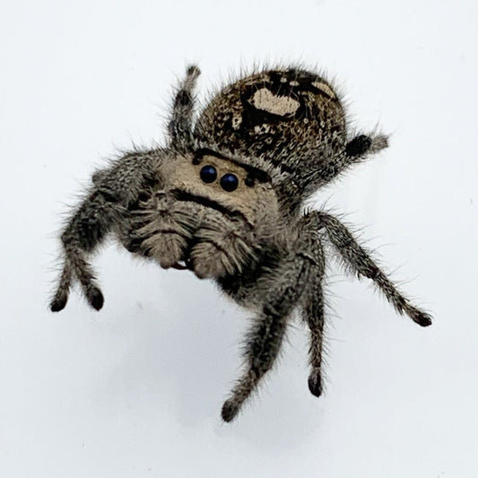 Regal Jumping Spider