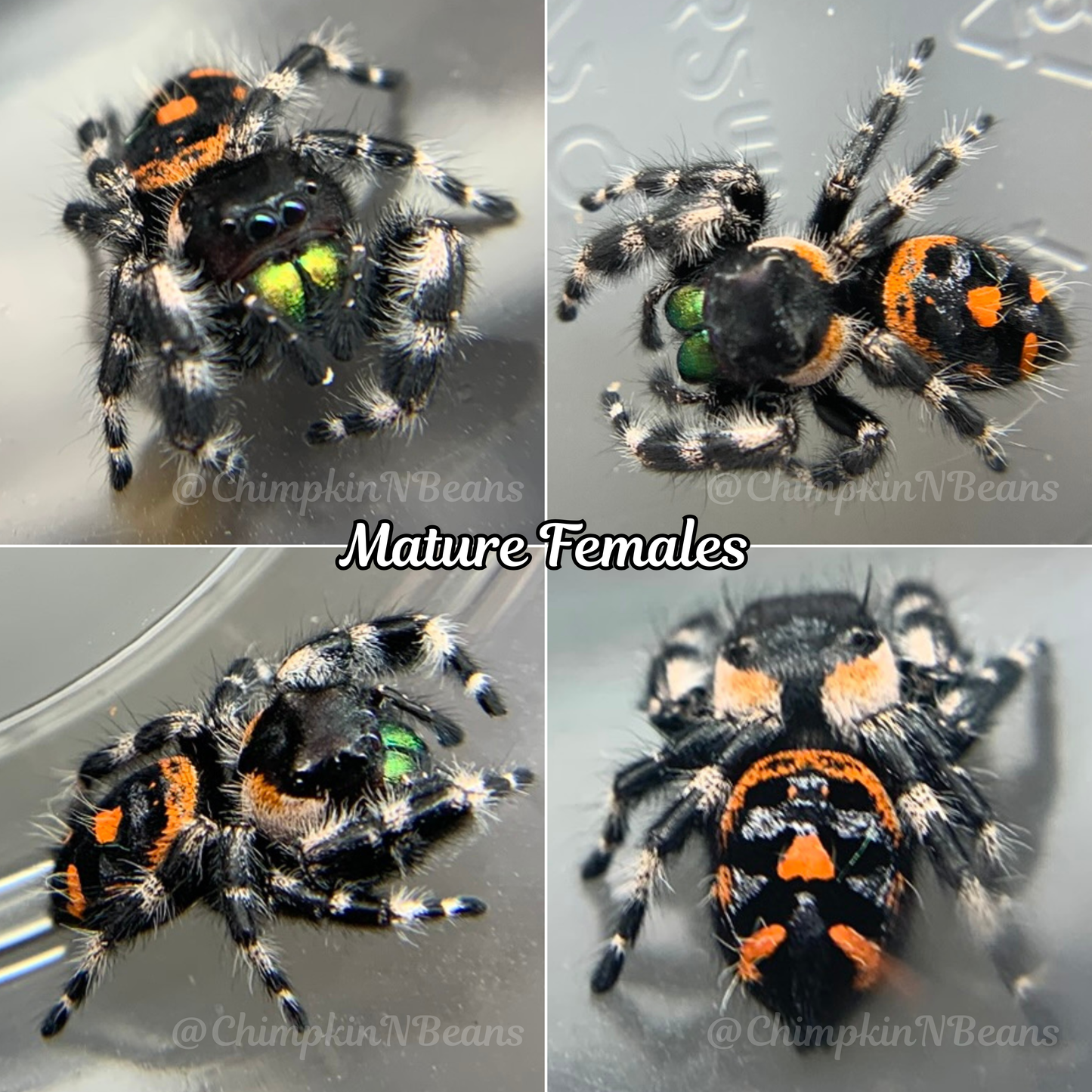 Big Bend/Bryantae Bold Jumping Spider