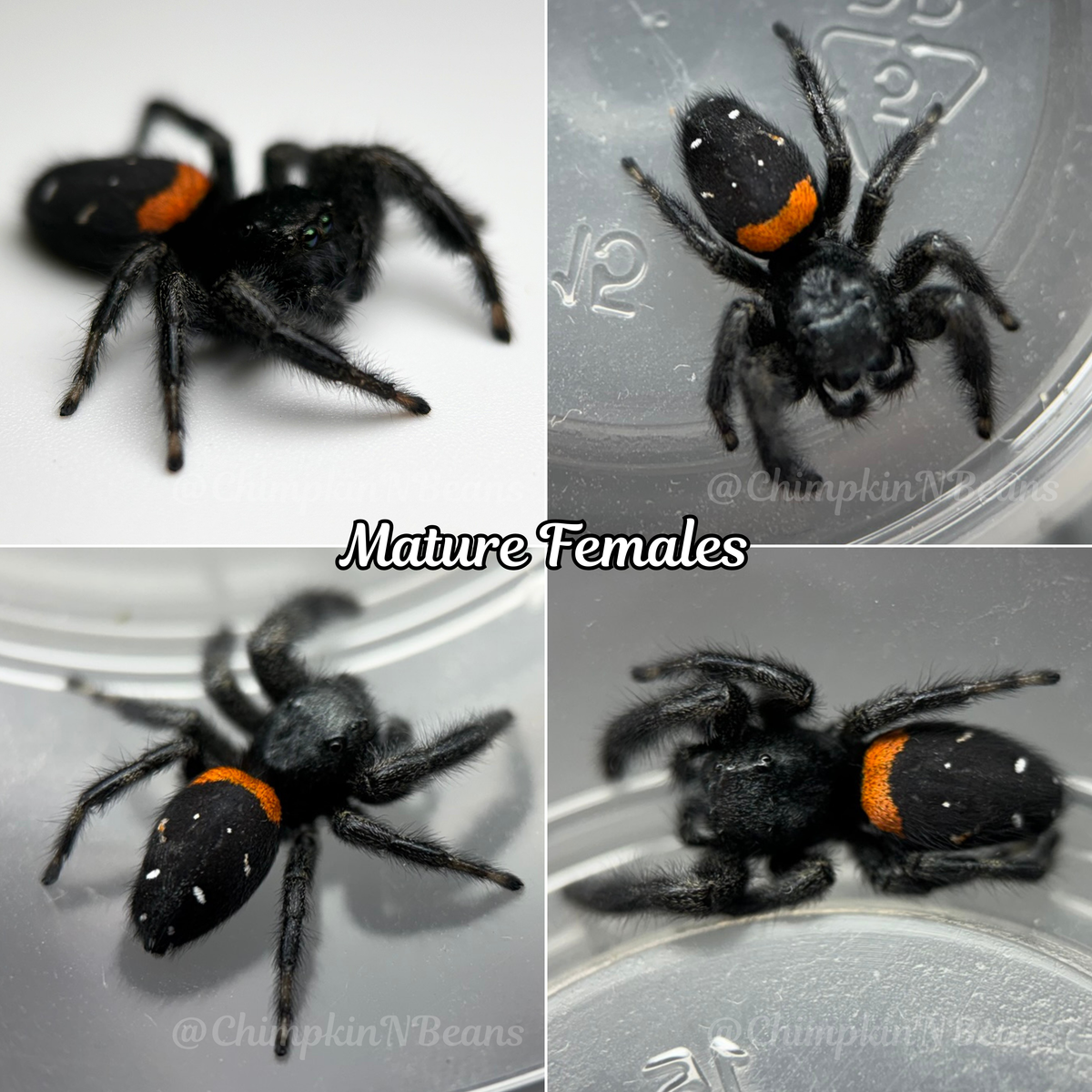 Agave Jumping Spider | Breeder Choice