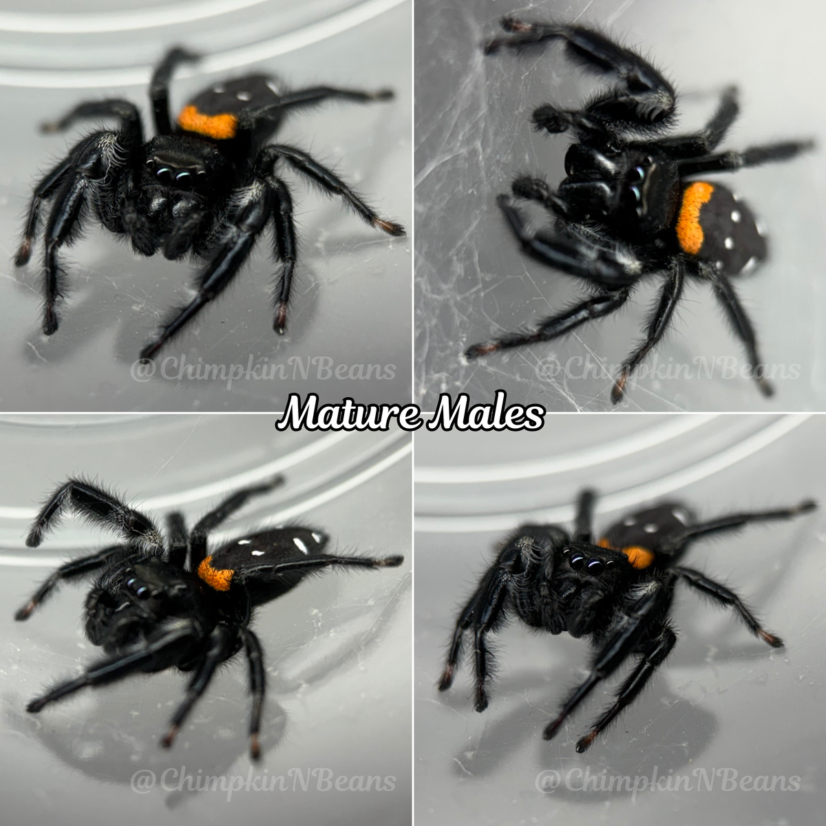 Agave Jumping Spider | Breeder Choice