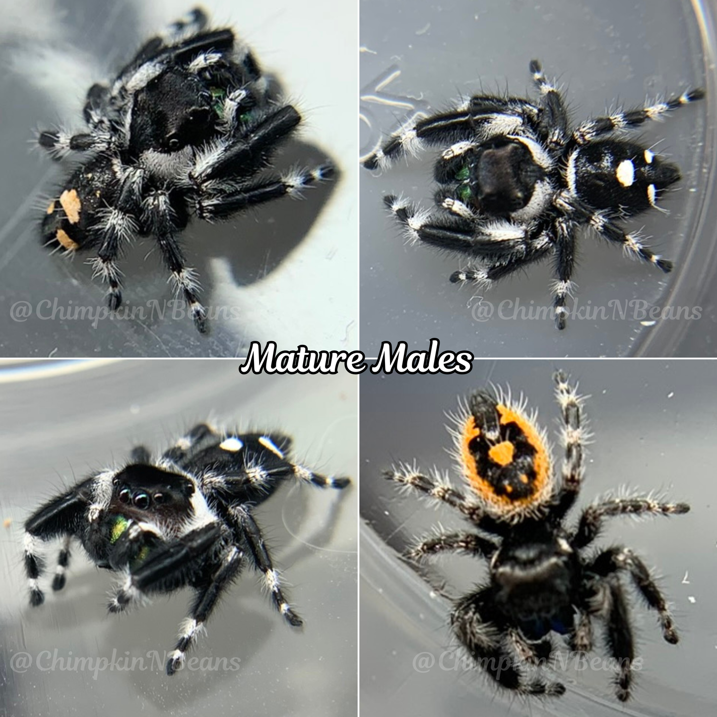 Big Bend/Bryantae Bold Jumping Spider