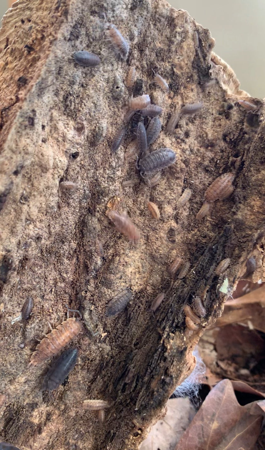 Porcellio Scaber "Mix"