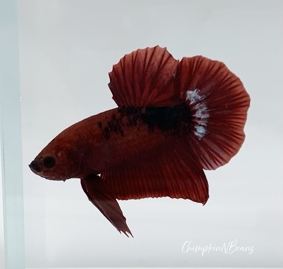 Red Hellboy Betta Fish | Assorted