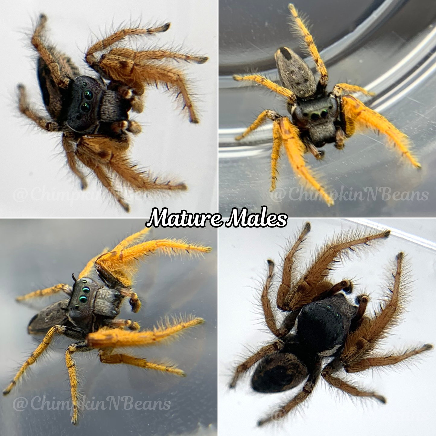 Arizona Jumping Spider (Phidippus arizonensis)