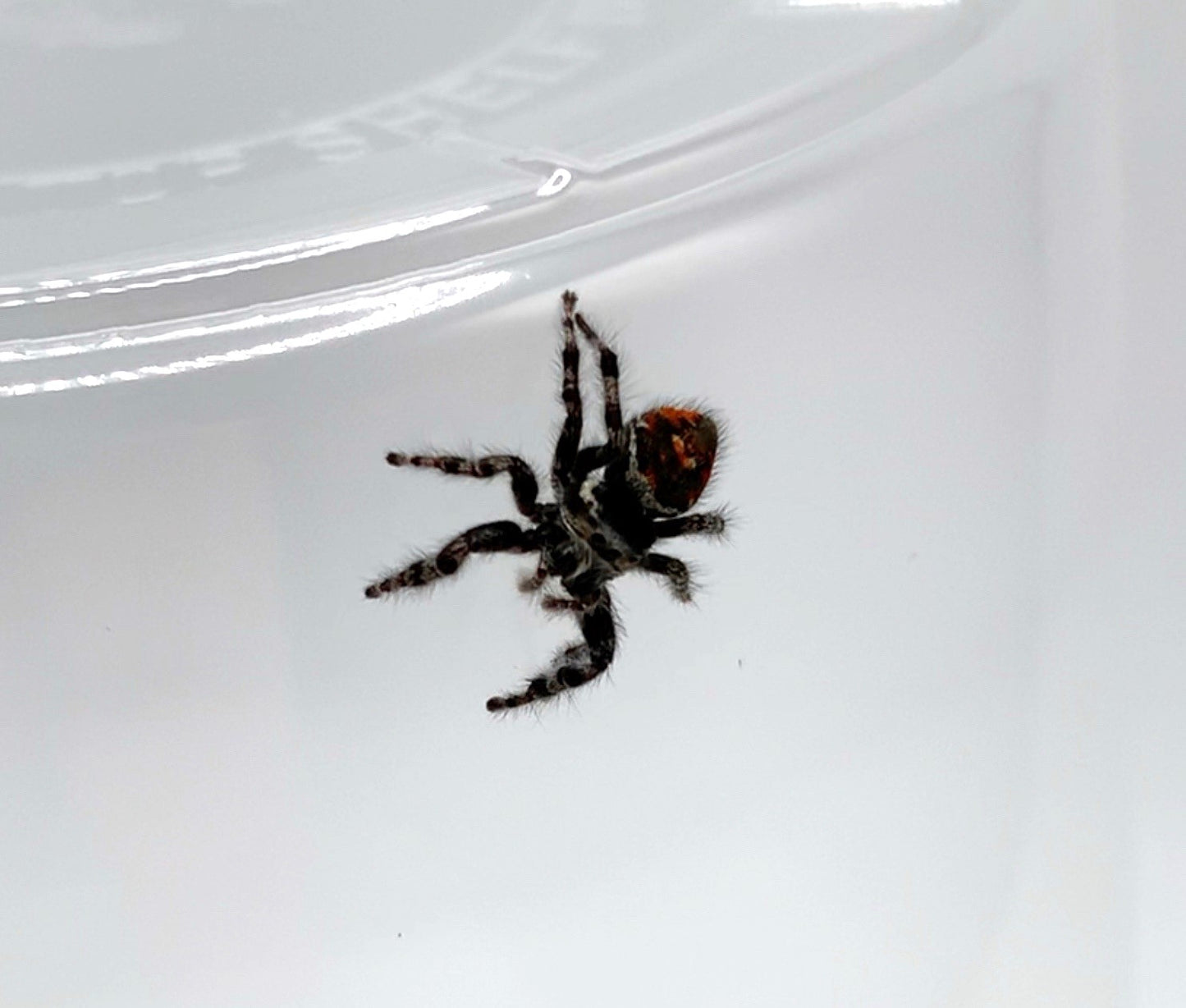 Jumping Spider Kit *Spider Included*