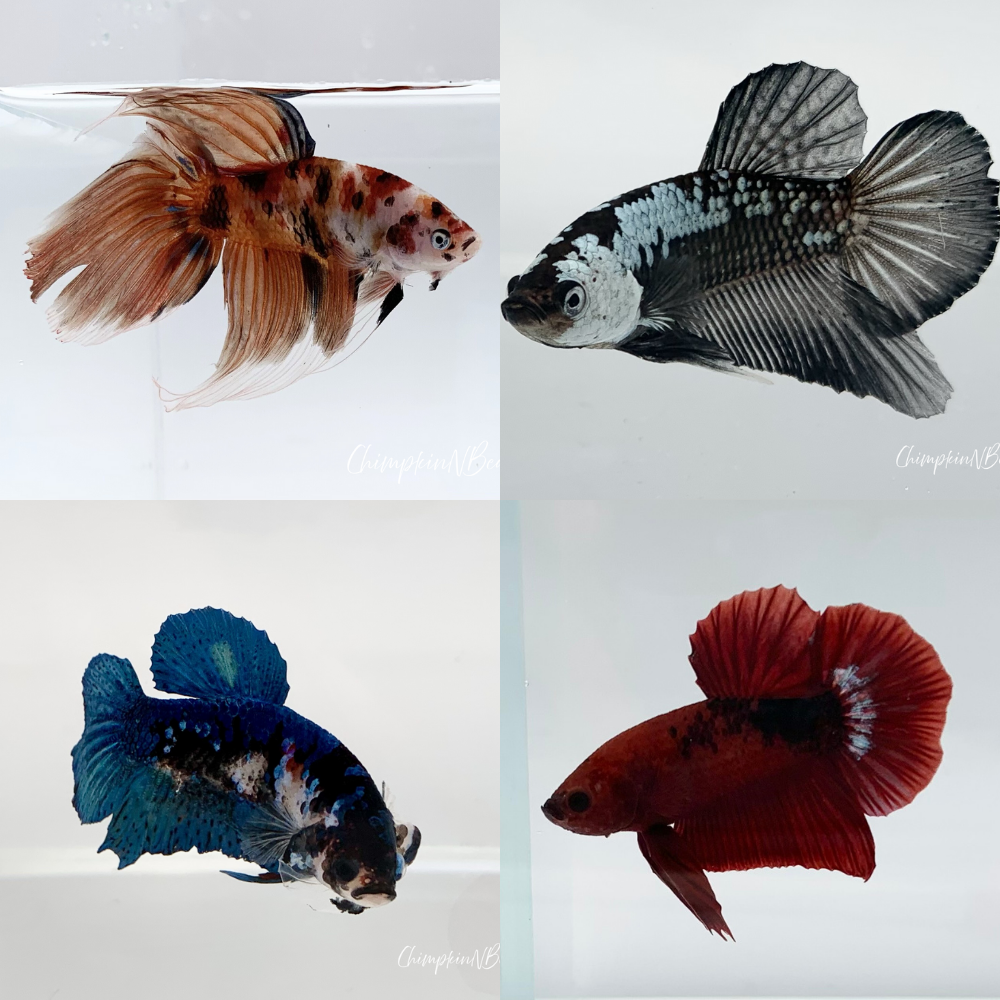 Male Betta Fish | Mystery Box