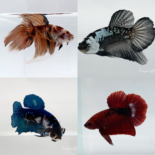 Male Betta Fish | Mystery Box