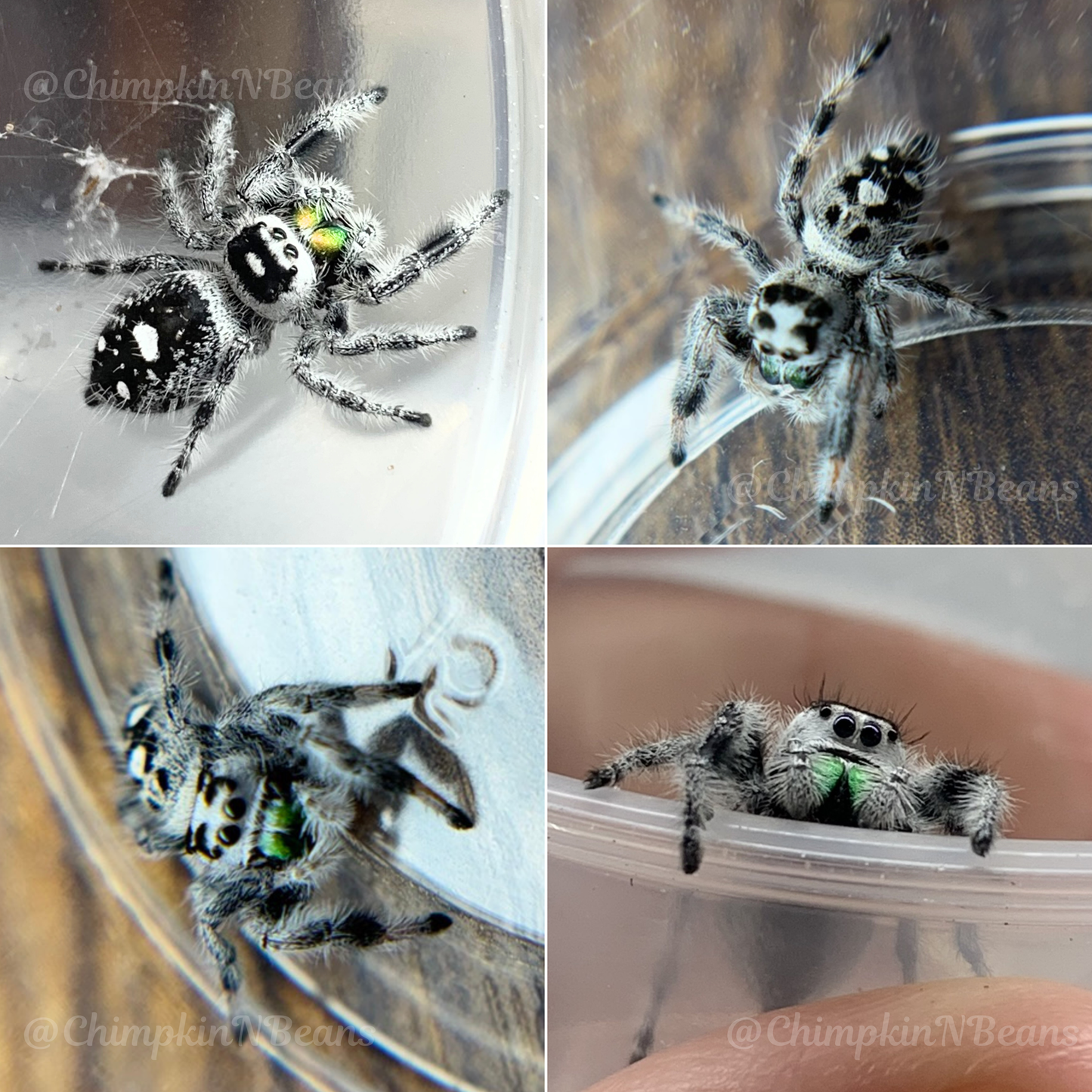 Recessive white [Male] Regal Jumping Spider