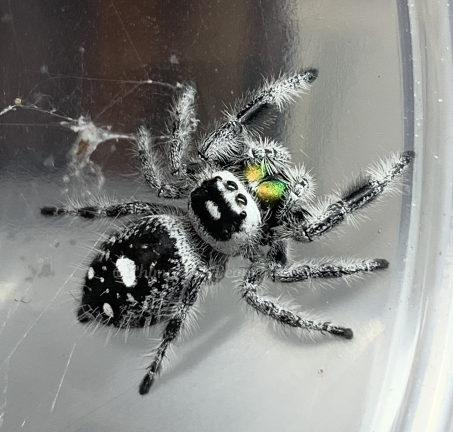 Recessive white [Male] Regal Jumping Spider