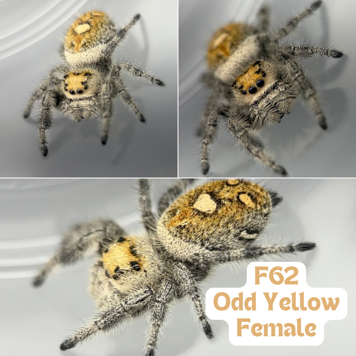 Regal Jumping Spider (Phidippus regius)
