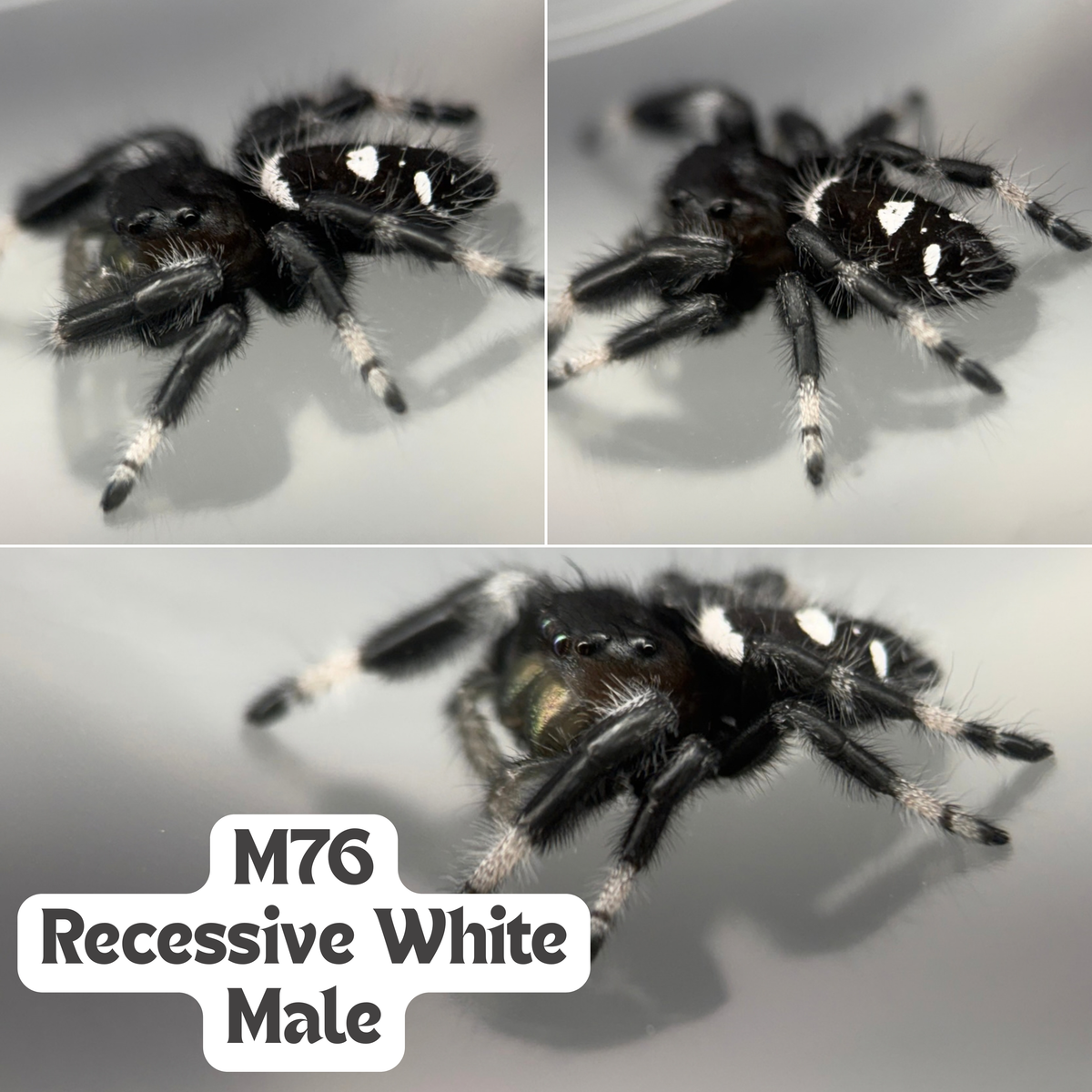 Regal Jumping Spider (Phidippus regius)