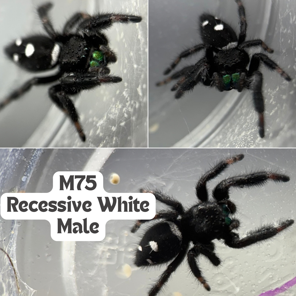 Regal Jumping Spider (Phidippus regius)