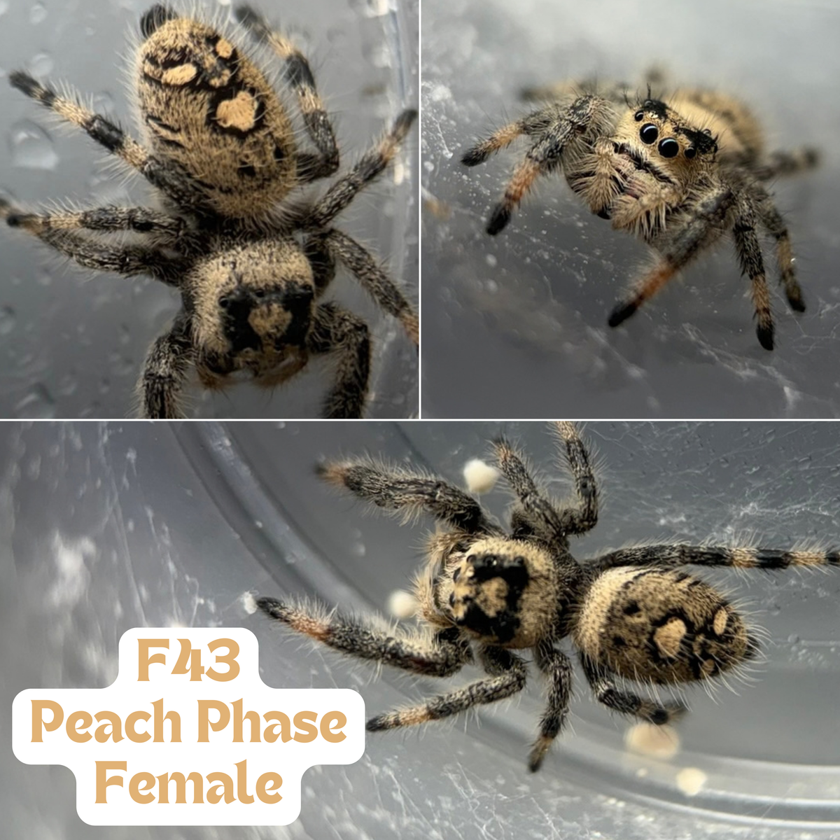 Regal Jumping Spider (Phidippus regius)