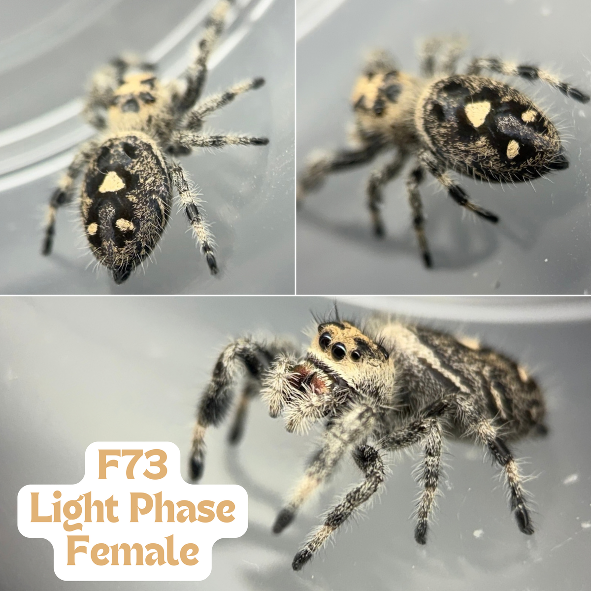 Regal Jumping Spider (Phidippus regius)