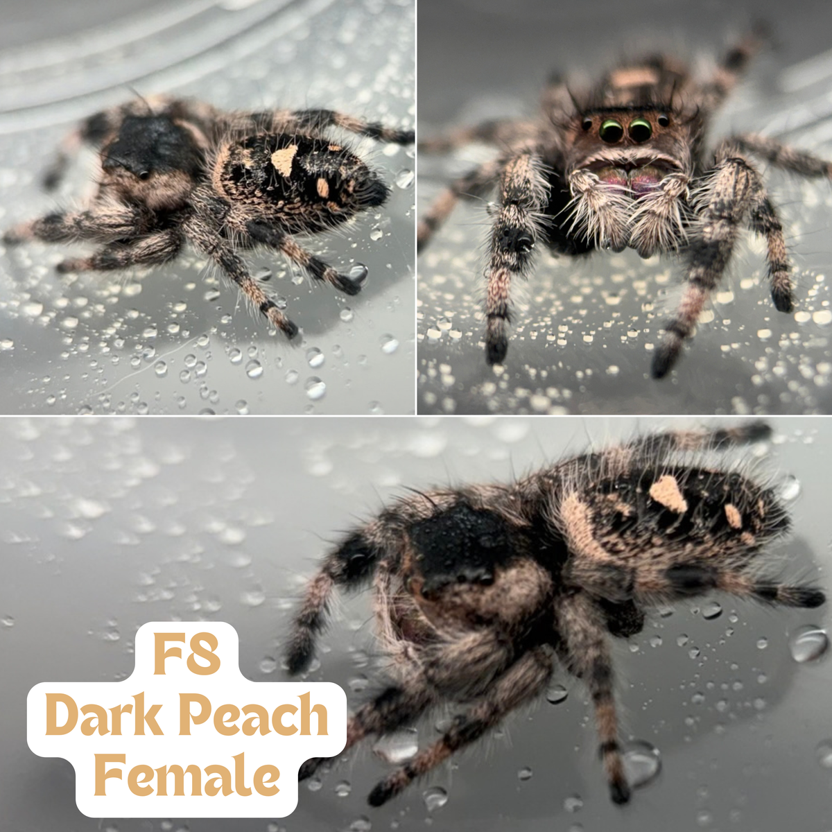 Regal Jumping Spider (Phidippus regius) (Copy)