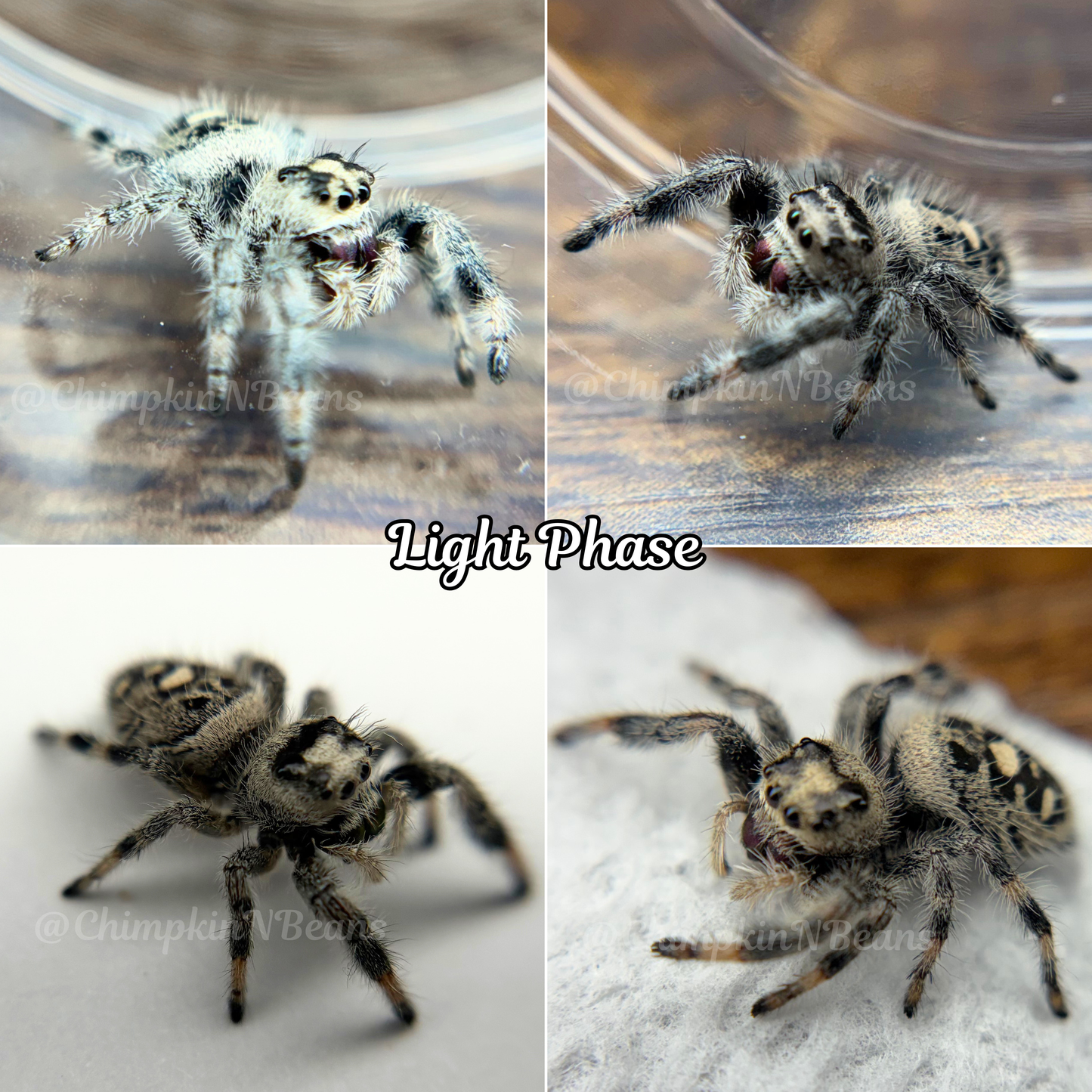 [Light Phase] Regal Jumping Spider | Breeder Choice