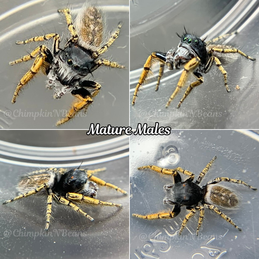 High Eyelashed Jumping Spider