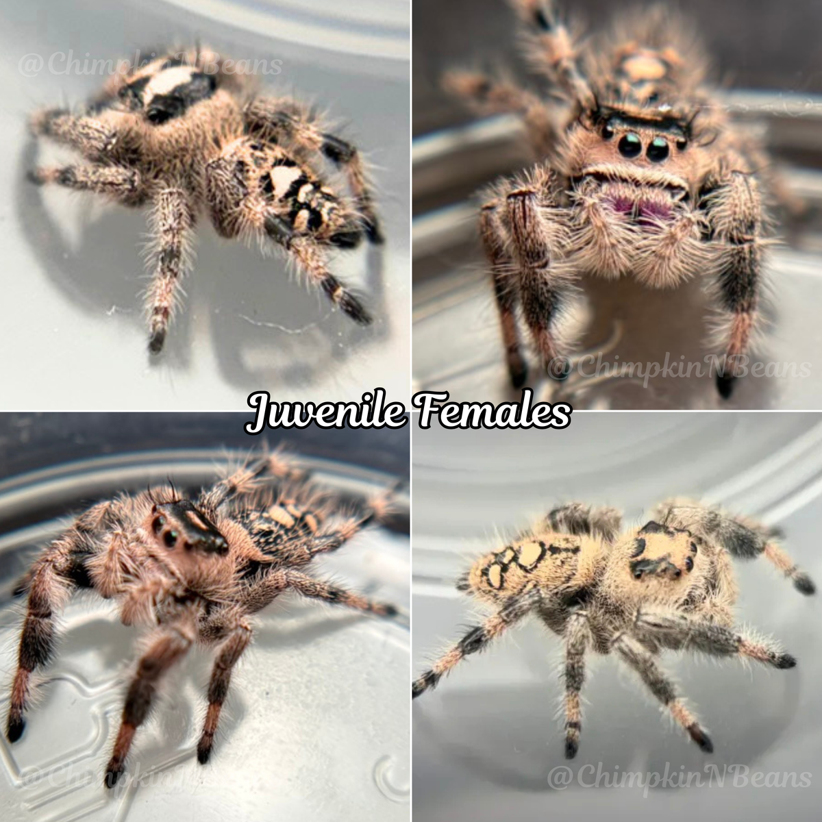 "Peach" Regal Jumping Spider | Breeder Choice