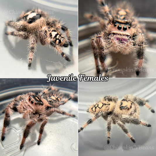 "Peach" Regal Jumping Spider | Breeder Choice