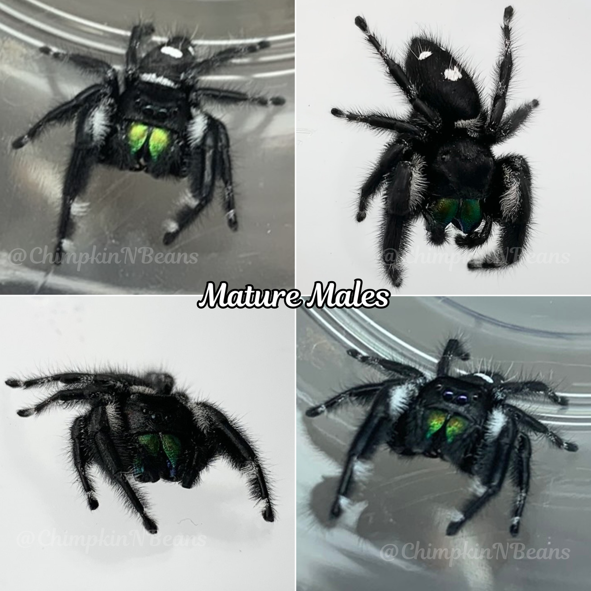 Regal Jumping Spider | Breeder Choice