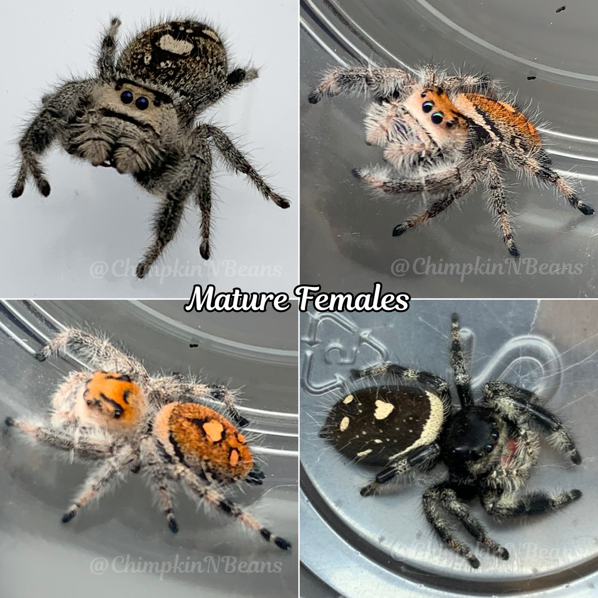 Regal Jumping Spider | Breeder Choice