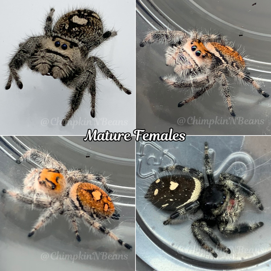 Regal Jumping Spider | Breeder Choice
