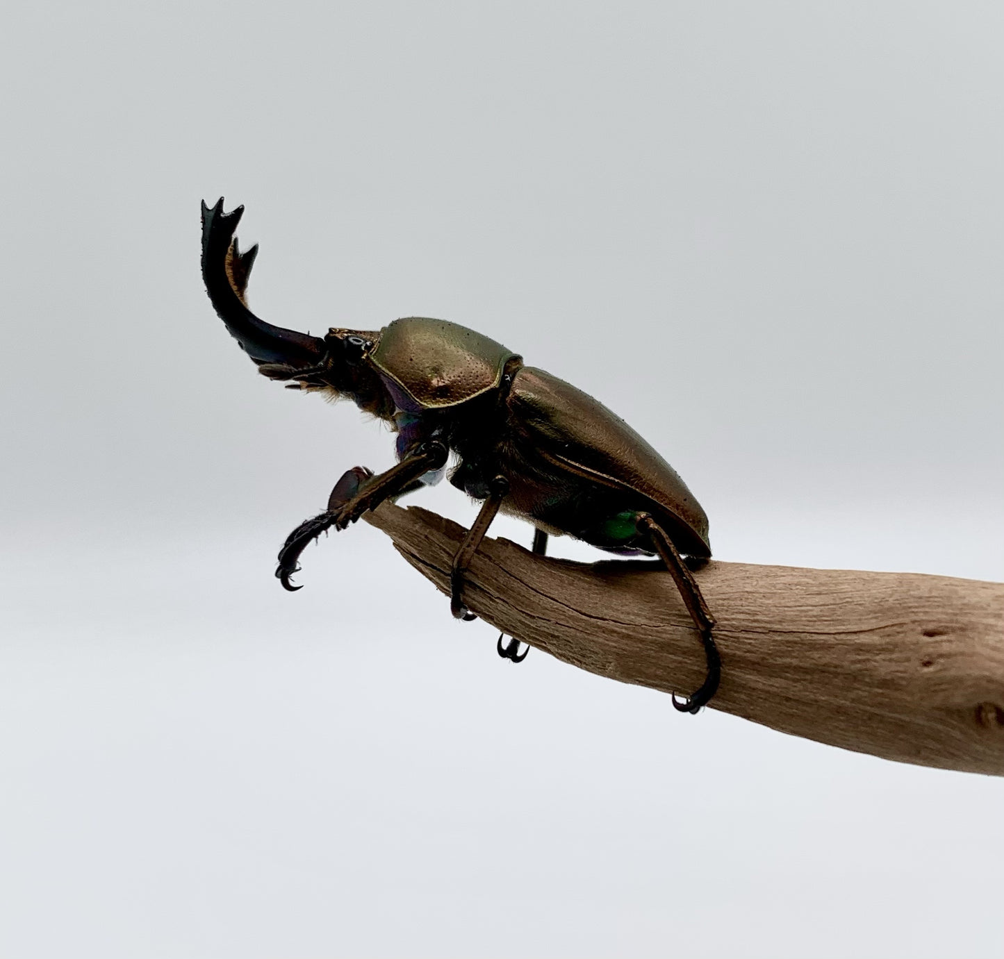 Jewel Stag Beetle (Lamprima adolphinae)