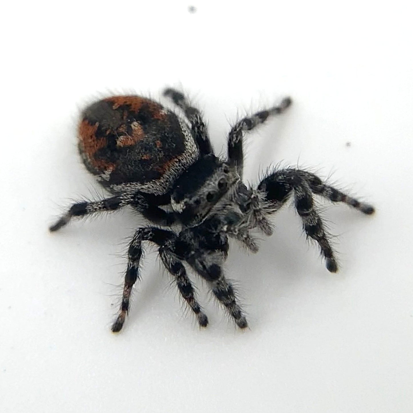 Tyrell's Tufted Jumping Spider