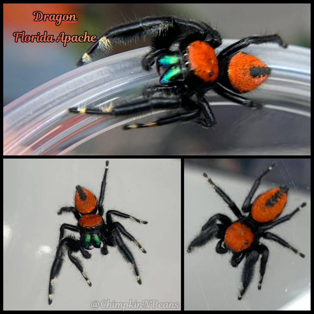Florida Apache Jumping Spider