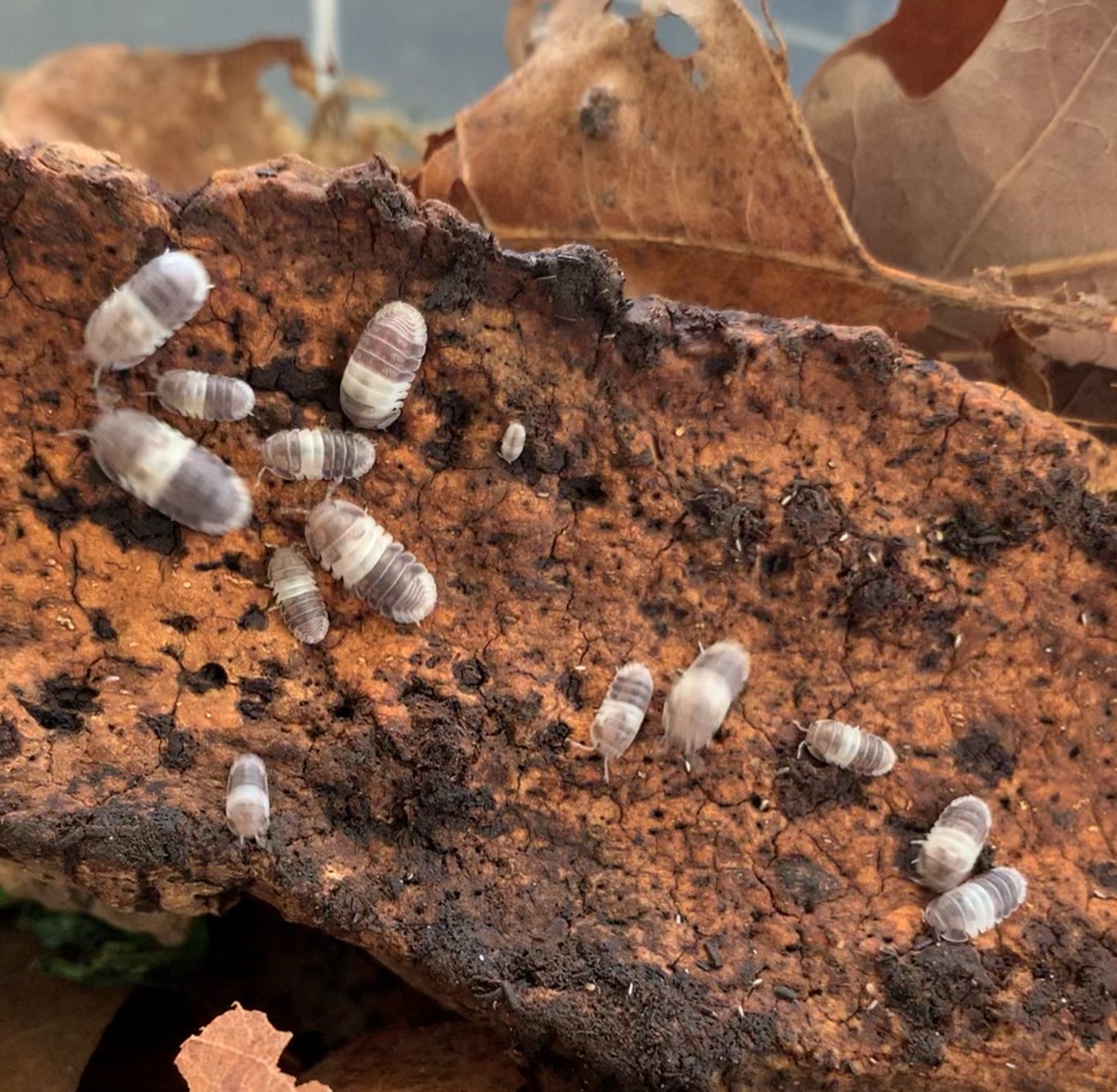 Cubaris Sp."Panda King"