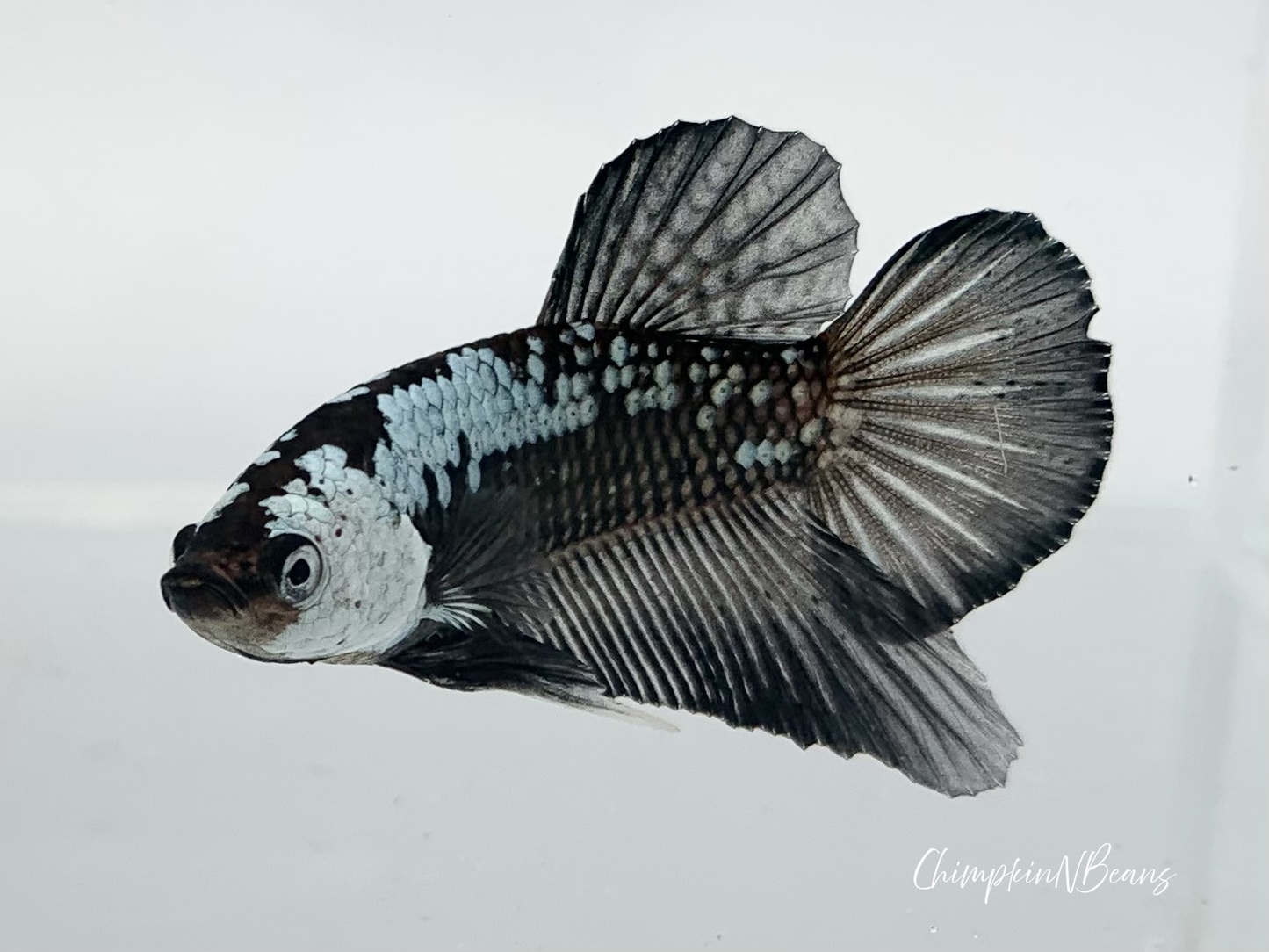 Black Samuria Betta Fish | Assorted