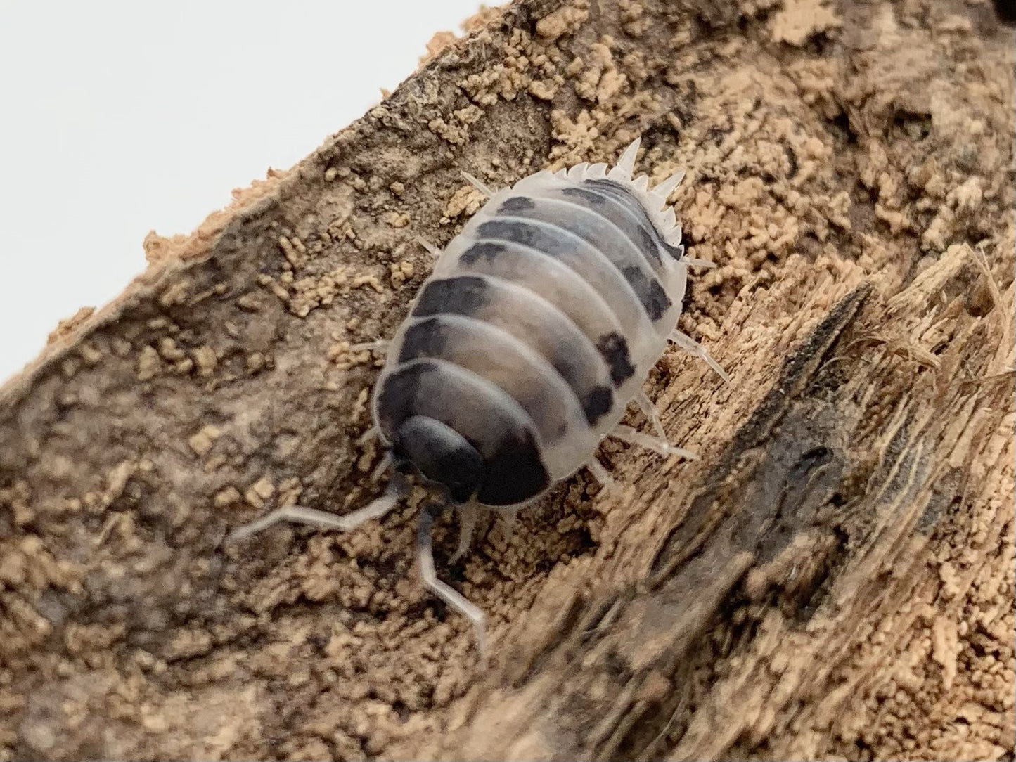 Porcellio Laevis "Dairy Cow"